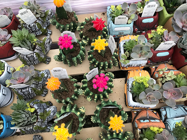 succulents in pots